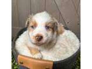 Australian Shepherd Puppy for sale in Hemet, CA, USA