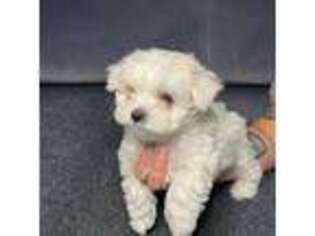 Maltese Puppy for sale in Arlington Heights, IL, USA