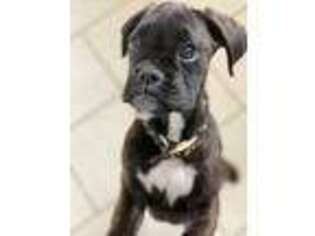 Boxer Puppy for sale in Oak Creek, WI, USA