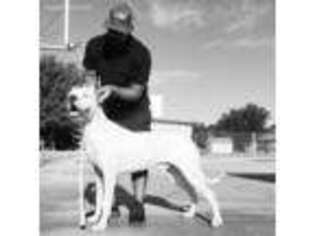 Dogo Argentino Puppy for sale in Midland, TX, USA