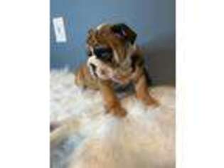 Bulldog Puppy for sale in Boston, MA, USA