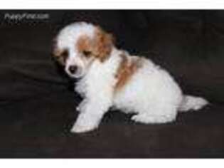Mutt Puppy for sale in Effingham, IL, USA