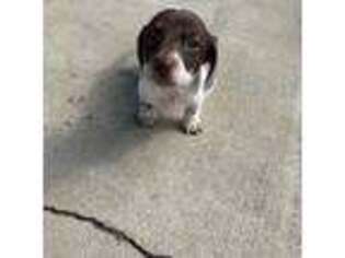 Dachshund Puppy for sale in Whittier, CA, USA