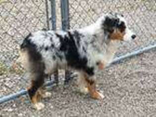 Australian Shepherd Puppy for sale in Chesterfield, MO, USA