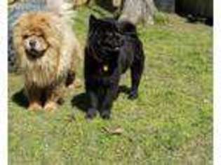 Chow Chow Puppy for sale in Hulbert, OK, USA