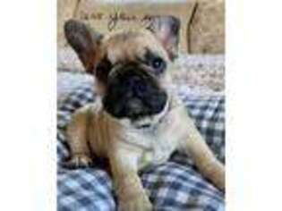 French Bulldog Puppy for sale in Edwards, MO, USA