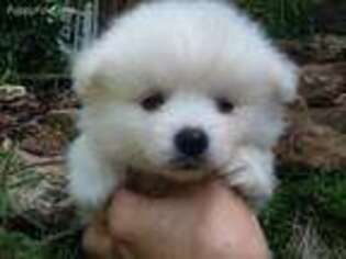 American Eskimo Dog Puppy for sale in Sneedville, TN, USA