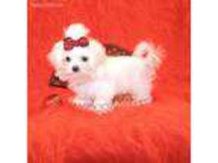 Maltese Puppy for sale in Clayton, OK, USA