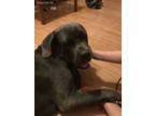 Neapolitan Mastiff Puppy for sale in Knoxville, AR, USA