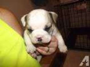 Bulldog Puppy for sale in SALT LICK, KY, USA