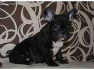 French Bulldog Puppy for sale in Niceville, FL, USA