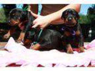 Doberman Pinscher Puppy for sale in VAN NUYS, CA, USA