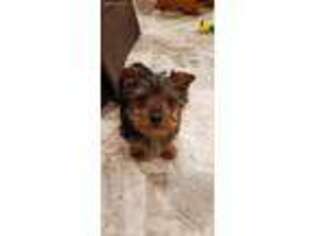 Yorkshire Terrier Puppy for sale in Seneca Falls, NY, USA