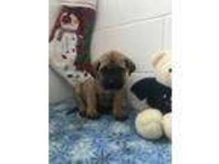 Mastiff Puppy for sale in Navarre, OH, USA