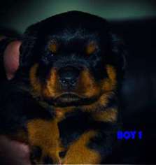 Rottweiler Puppy for sale in Milford, OH, USA