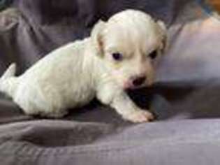 Cavachon Puppy for sale in Beulah, CO, USA