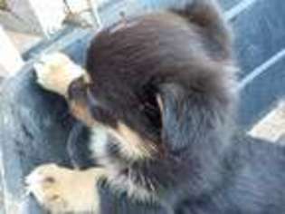 Mutt Puppy for sale in Orchard, CO, USA