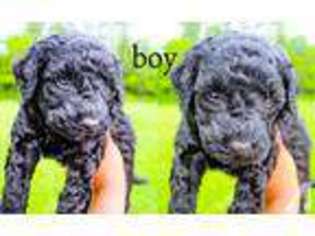 Goldendoodle Puppy for sale in NORTHFIELD, MN, USA