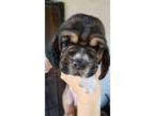 Basset Hound Puppy for sale in San Diego, CA, USA