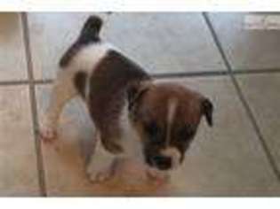 Jack Russell Terrier Puppy for sale in Boulder, CO, USA