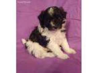 Mutt Puppy for sale in Great Valley, NY, USA