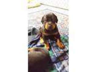 Doberman Pinscher Puppy for sale in MOSES LAKE, WA, USA