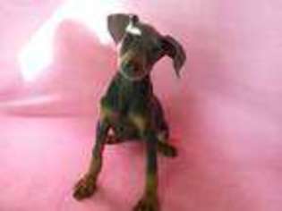 Doberman Pinscher Puppy for sale in North Collins, NY, USA