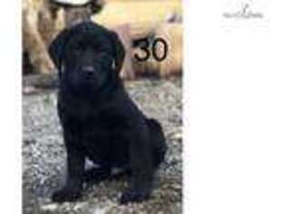 Labrador Retriever Puppy for sale in Yakima, WA, USA