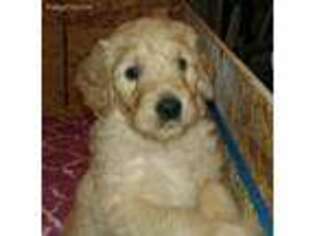 Goldendoodle Puppy for sale in Nineveh, IN, USA