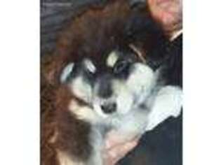Alaskan Malamute Puppy for sale in Fiddletown, CA, USA