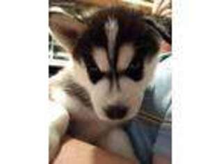 Siberian Husky Puppy for sale in Carroll, OH, USA