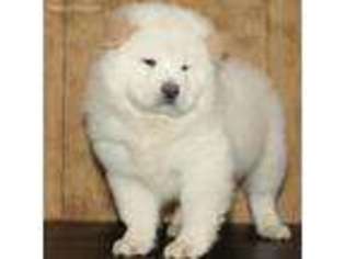 Chow Chow Puppy for sale in Gurnee, IL, USA