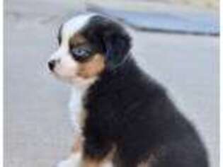 Miniature Australian Shepherd Puppy for sale in Wichita Falls, TX, USA