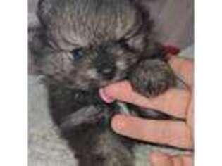 Pomeranian Puppy for sale in Centerville, TX, USA