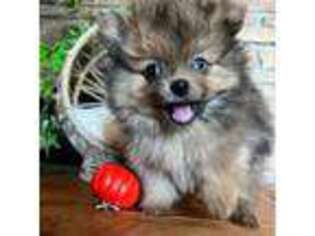 Pomeranian Puppy for sale in Brentwood, CA, USA