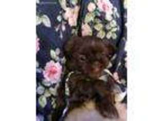 Mutt Puppy for sale in Berrien Springs, MI, USA