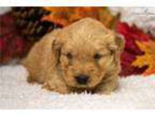 Goldendoodle Puppy for sale in Iowa City, IA, USA