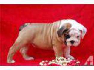 Bulldog Puppy for sale in LEHIGH VALLEY, PA, USA