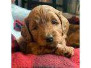 Goldendoodle Puppy for sale in Annandale, NJ, USA