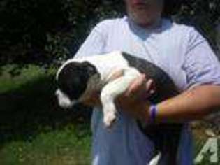 Bulldog Puppy for sale in GLADYS, VA, USA