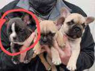 French Bulldog Puppy for sale in Mount Sterling, KY, USA