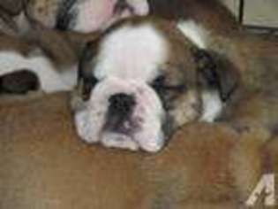 Bulldog Puppy for sale in HAMLIN, NY, USA