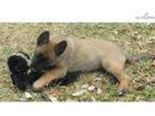 Belgian Malinois Puppy for sale in Austin, TX, USA