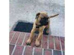 Bullmastiff Puppy for sale in Prince George, VA, USA
