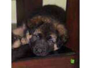 German Shepherd Dog Puppy for sale in Montgomery, NY, USA