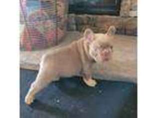 French Bulldog Puppy for sale in Livingston, MT, USA