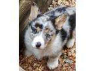 Pembroke Welsh Corgi Puppy for sale in Holts Summit, MO, USA
