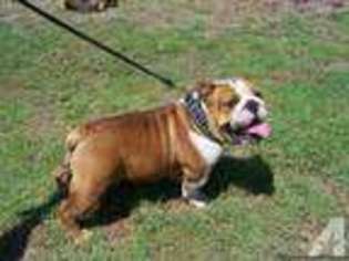 Bulldog Puppy for sale in RUSSELLVILLE, AR, USA