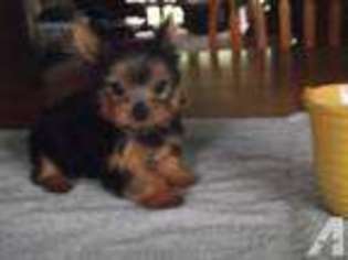 Yorkshire Terrier Puppy for sale in ROSCOMMON, MI, USA