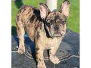 French Bulldog Puppy for sale in Lebanon, KY, USA